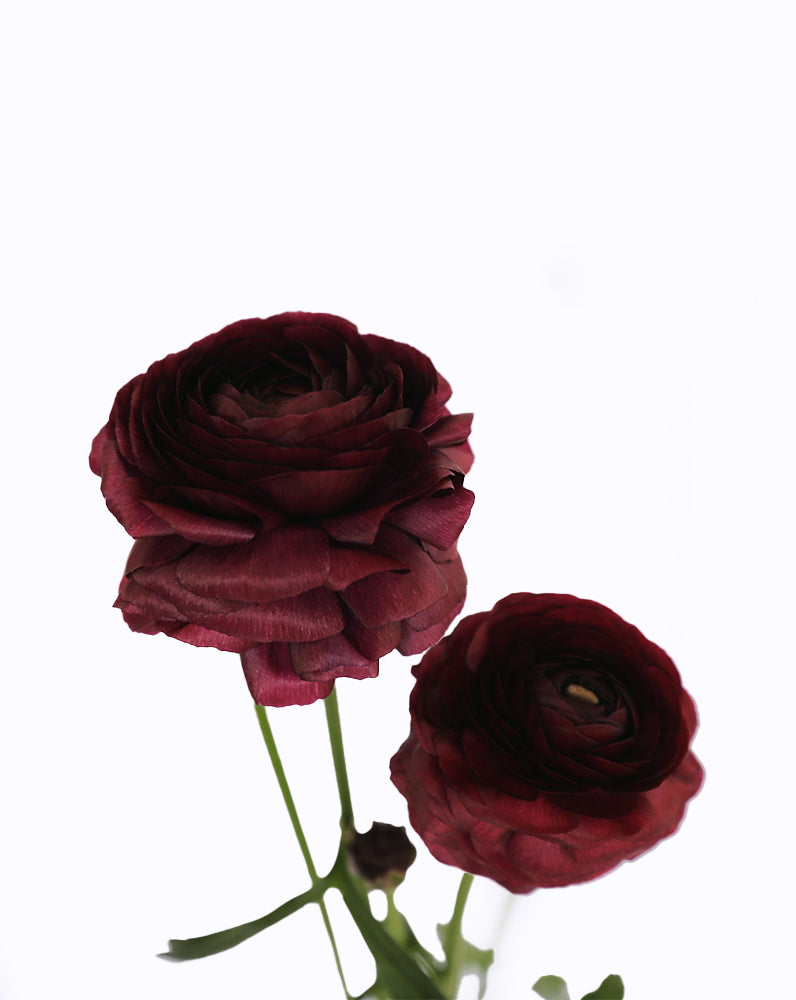 Elegance Viola