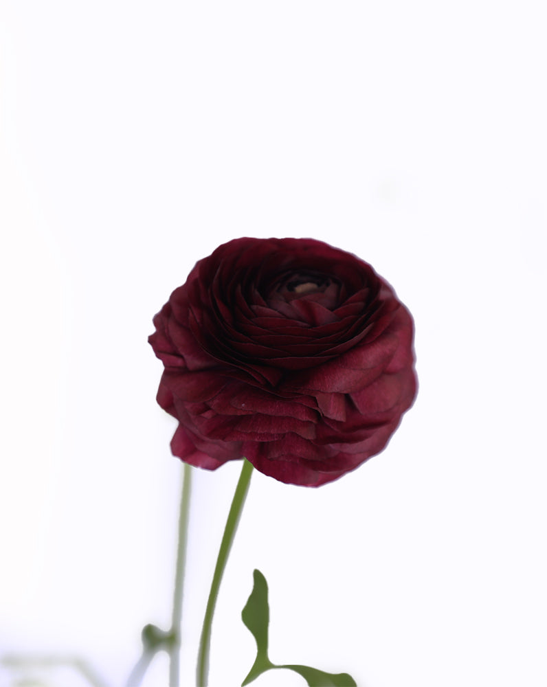 Elegance Viola