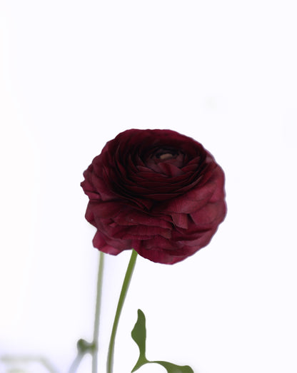 Elegance Viola