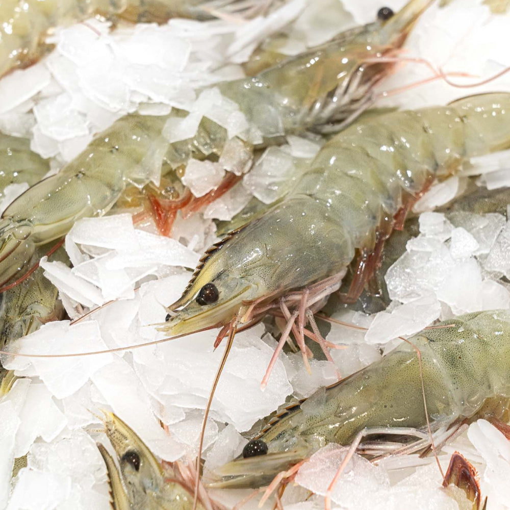 White Shrimp - HLSO