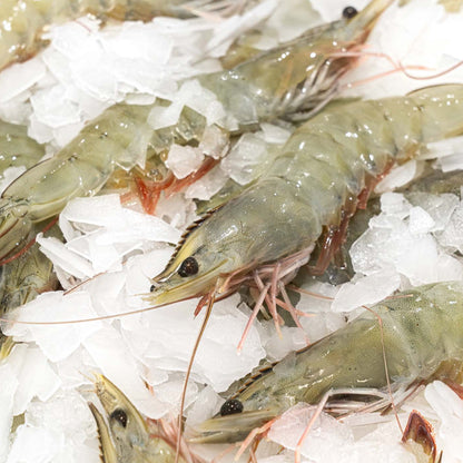 White Shrimp - HLSO